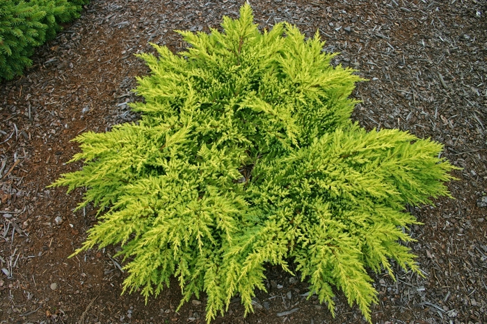 'Daub's Frosted' Daub's Frosted Juniper - Juniperus chinensis from Paradise Acres Garden Center