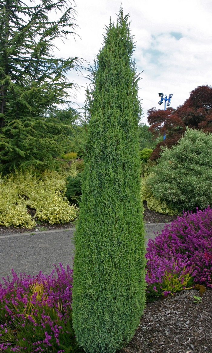 'Compressa' Juniper - Juniperus communis from Paradise Acres Garden Center