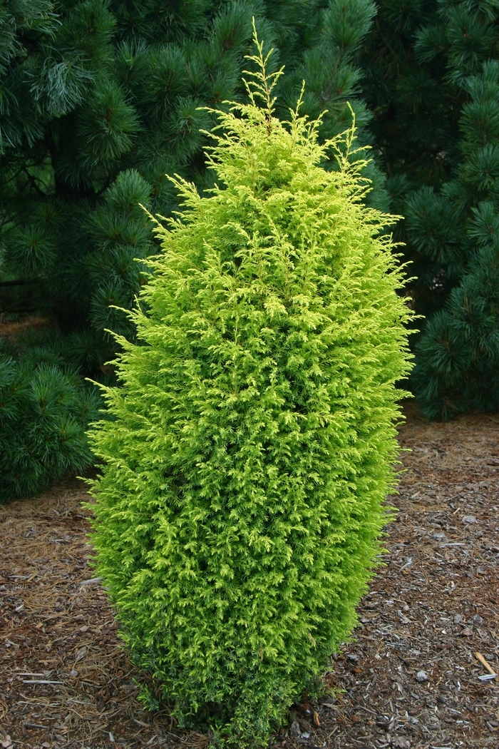 'Gold Cone' Juniper - Juniperus communis from Paradise Acres Garden Center