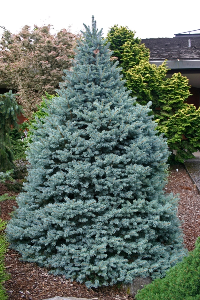 'Sester Dwarf®' Blue Spruce | Paradise Acres Garden Center