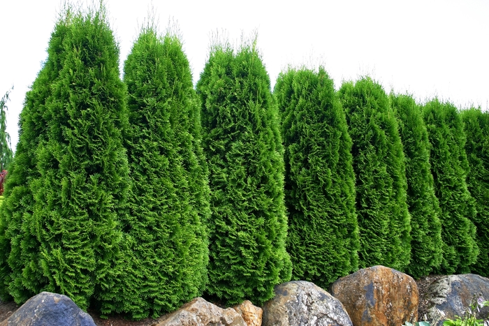 'Emerald' Arborvitae - Thuja occidentalis from Paradise Acres Garden Center