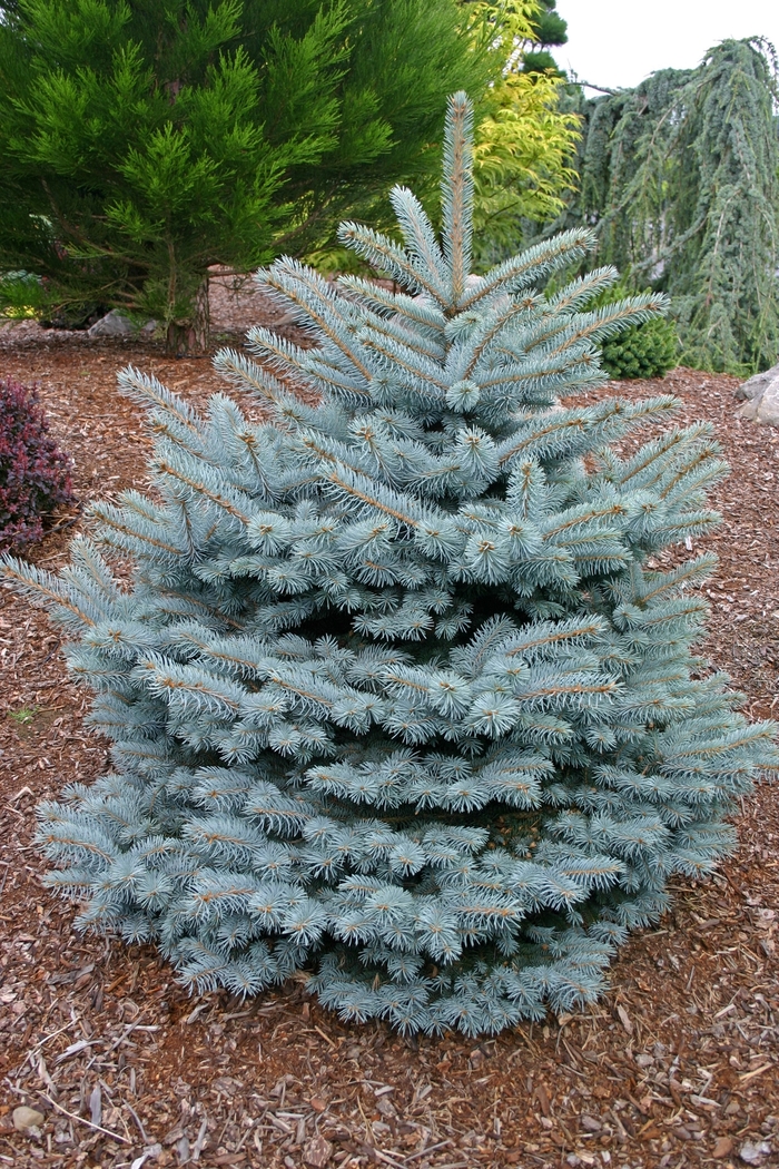 'Montgomery' Blue Spruce - Picea pungens from Paradise Acres Garden Center