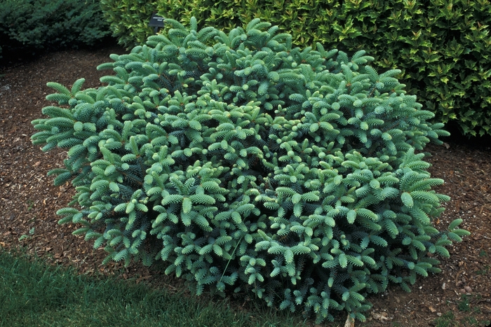 'Horstmann' Spanish Fir - Abies pinsapo from Paradise Acres Garden Center