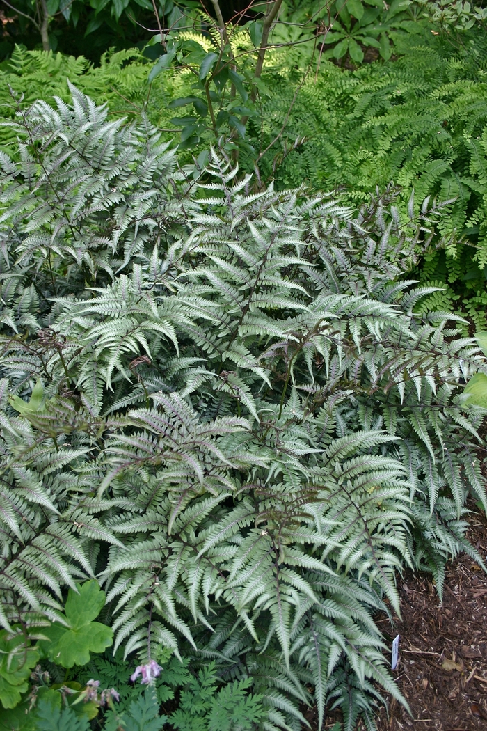 'Godzilla' Painted Fern - Athyrium niponicum from Paradise Acres Garden Center