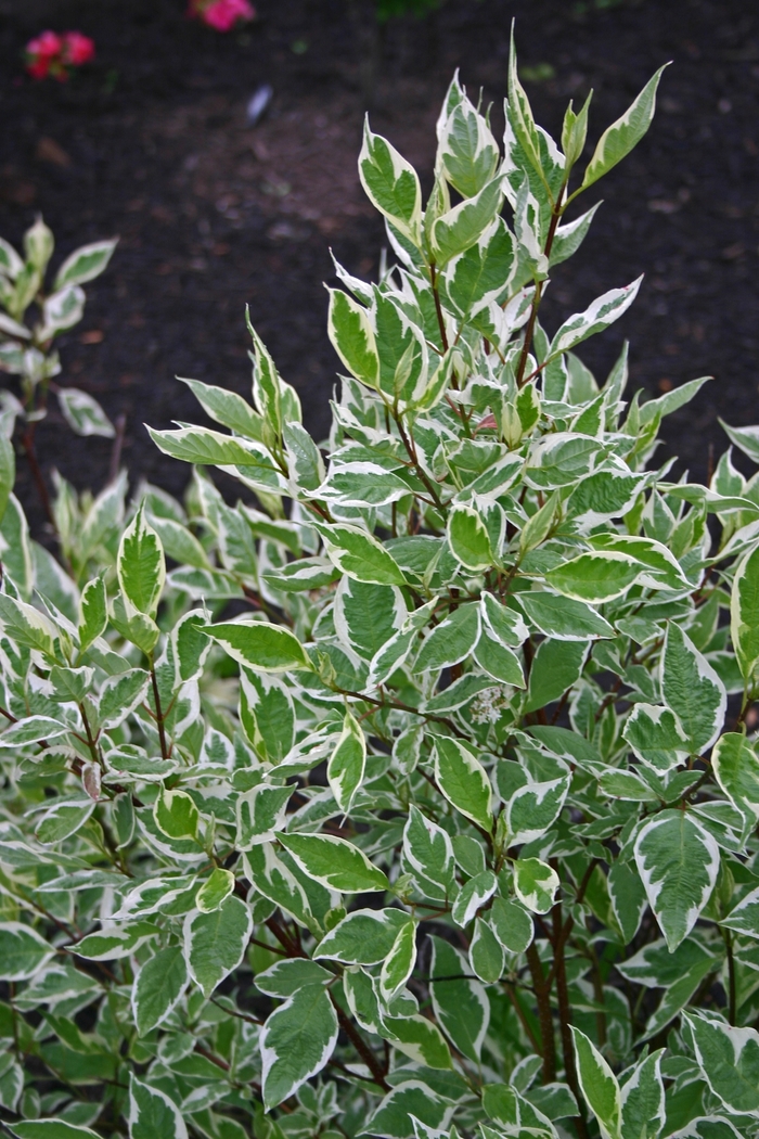 'Ivory Halo®' Dogwood - Cornus alba from Paradise Acres Garden Center