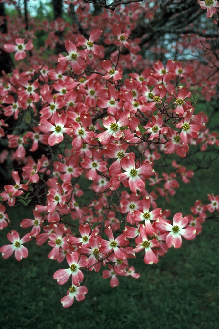 'Cherokee Chief' Cherokee Chief Flowering Dogwood - Cornus florida from Paradise Acres Garden Center