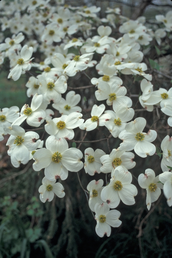 ''Cloud 9'' Dogwood - Cornus florida from Paradise Acres Garden Center
