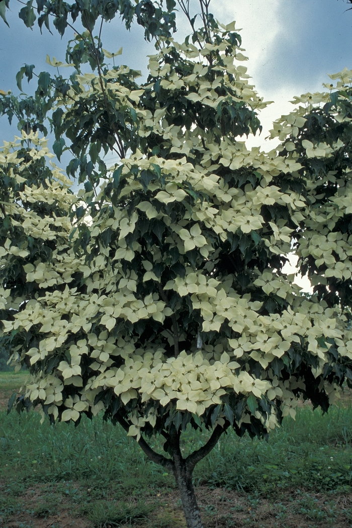 'Greensleeves' Dogwood - Cornus kousa from Paradise Acres Garden Center