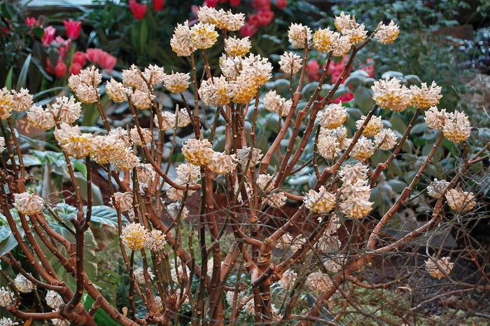 Giant Leaf Paper Plant - Edgeworthia chrysantha from Paradise Acres Garden Center