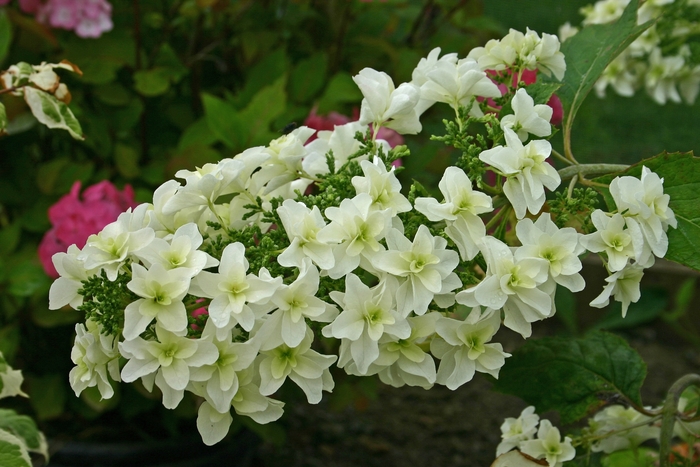 'Snowflake' Oakleaf Hydrangea - Hydrangea quercifolia from Paradise Acres Garden Center