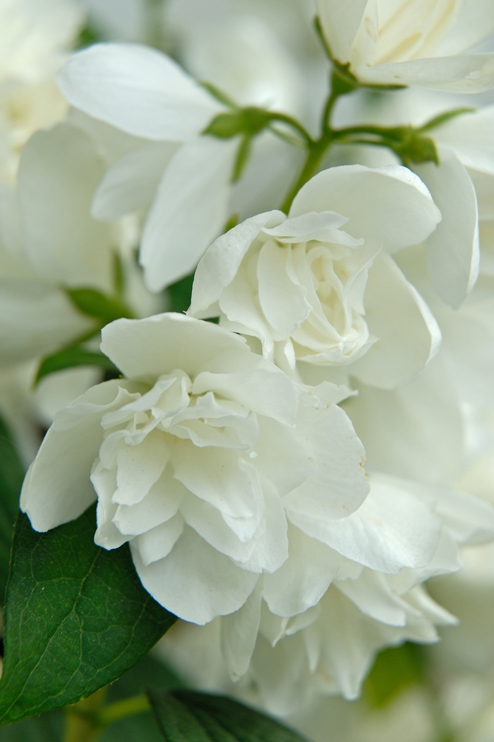 'Snowbelle' Mock Orange - Philadelphus from Paradise Acres Garden Center