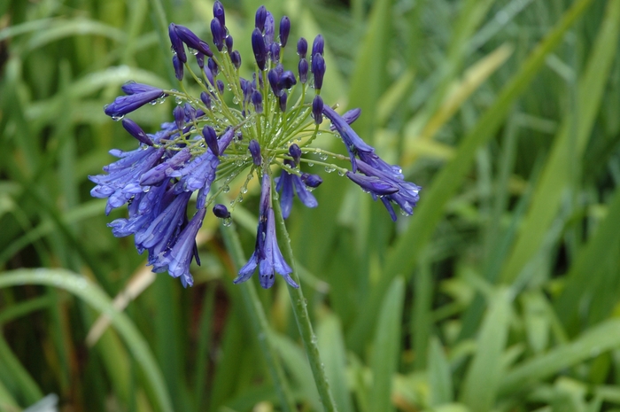 'Storm Cloud' African Lily - Agapanthus from Paradise Acres Garden Center