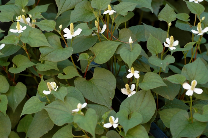 Chameleon Plant - Houttuynia cordata from Paradise Acres Garden Center