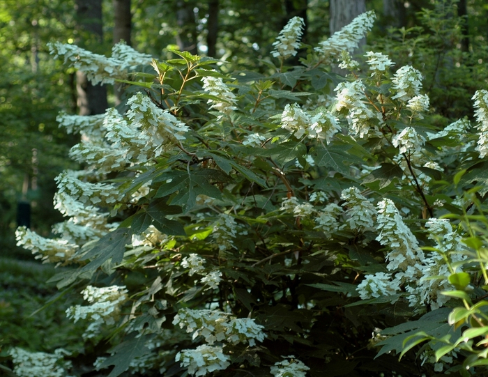 'Alice' Oakleaf Hydrangea - Hydrangea quercifolia from Paradise Acres Garden Center