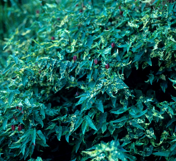 'Variegatum' Flowering Maple - Abutilon megapotamicum from Paradise Acres Garden Center