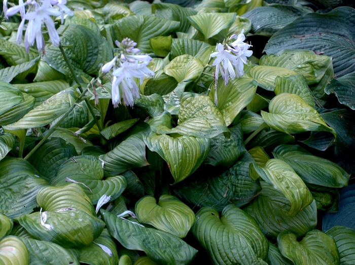 'Guacamole' Plantain Lily - Hosta from Paradise Acres Garden Center