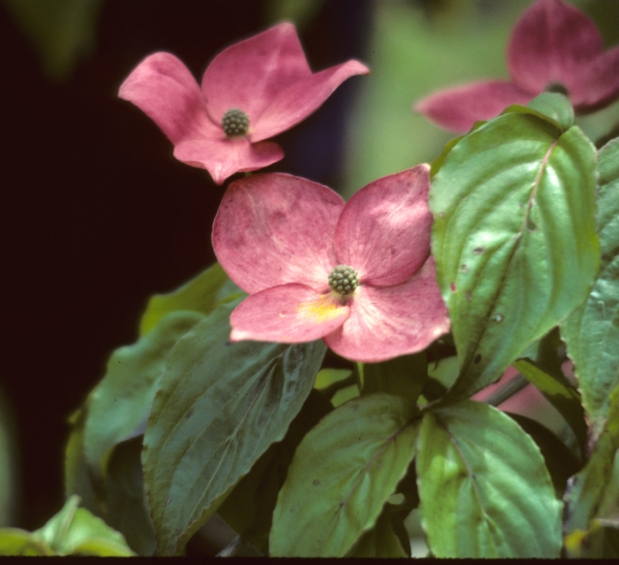 'Satomi' Kousa Dogwood - Cornus kousa from Paradise Acres Garden Center