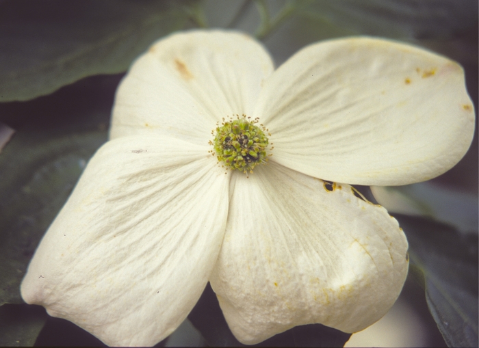 'Venus' Dogwood - Cornus from Paradise Acres Garden Center