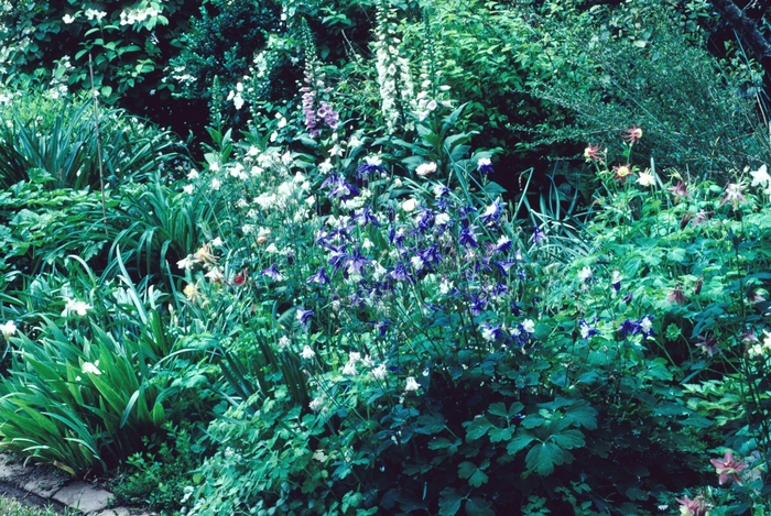 'Multiple Varieties' Assorted, Columbine - Aquilegia from Paradise Acres Garden Center