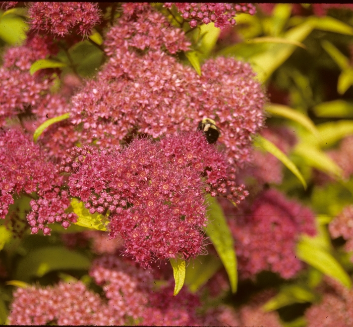 ''Goldflame'' Spirea - Spiraea x bumalda from Paradise Acres Garden Center