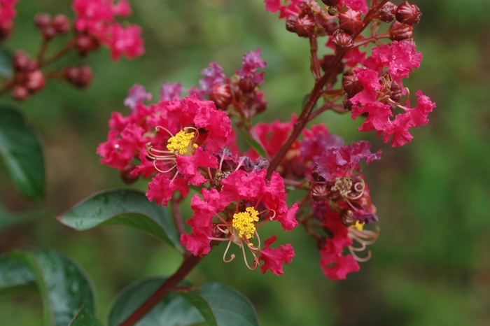 ''Dynamite'' Dynamite Crapemyrtle - Lagerstroemia indica from Paradise Acres Garden Center