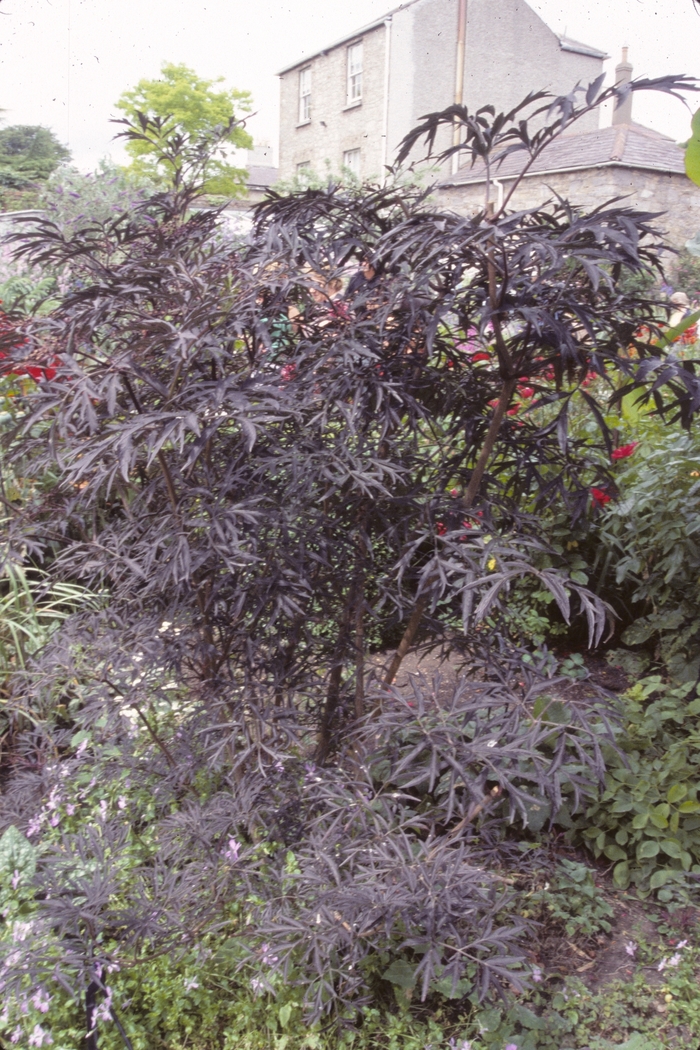 ''Black Lace®'' Elderberry - Sambucus nigra from Paradise Acres Garden Center