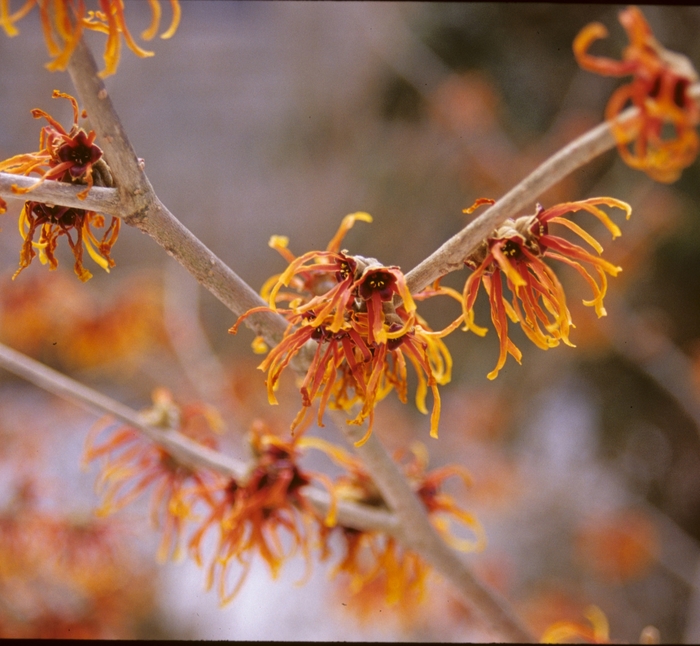 'Jelena' Jelena Witchhazel - Hamamelis x intermedia from Paradise Acres Garden Center