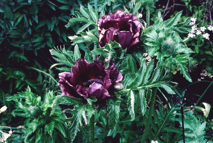 'Patty's Plum' Oriental Poppy - Papaver orientale from Paradise Acres Garden Center