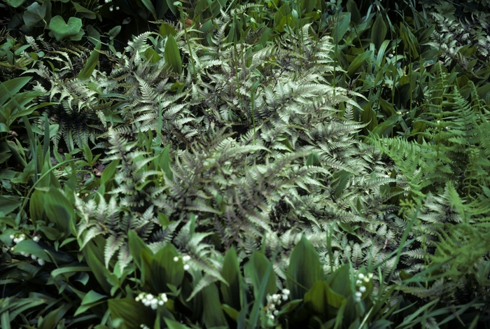 Lady Fern - Athyrium frangulum from Paradise Acres Garden Center