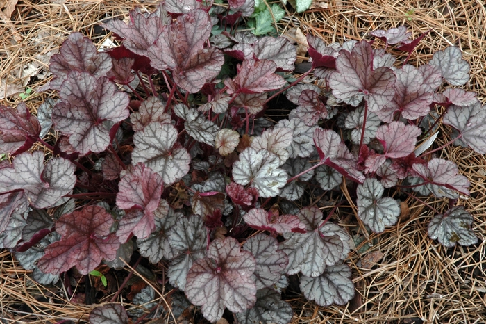 'Silver Scrolls' Coral Bells - Heuchera from Paradise Acres Garden Center