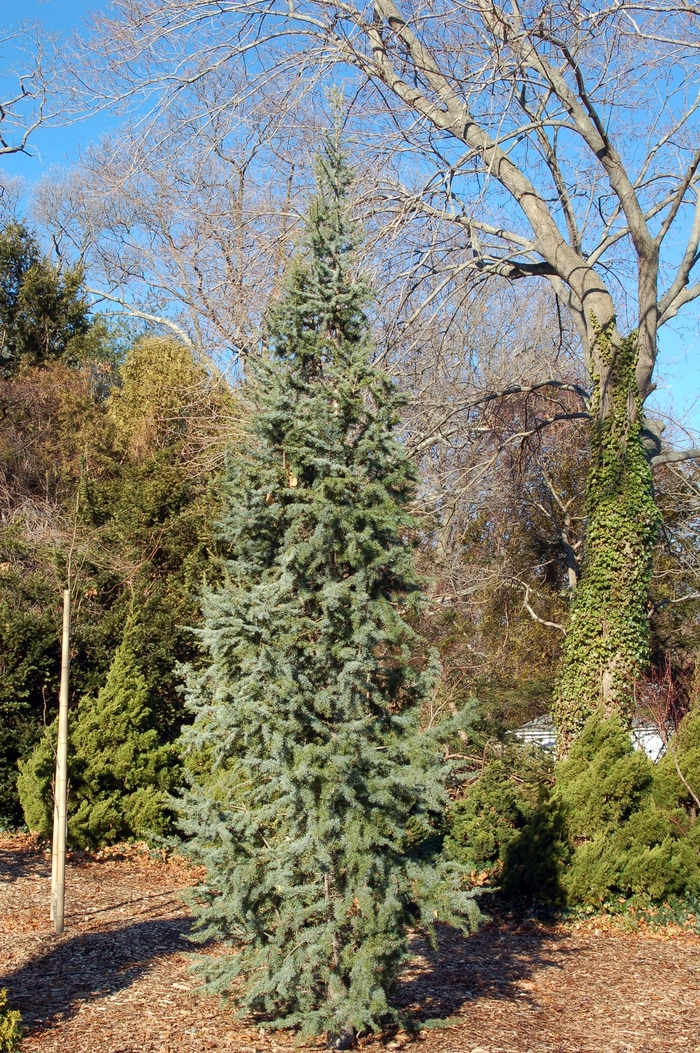 'Glauca Fastigiata' Blue Atlas Cedar - Cedrus atlantica from Paradise Acres Garden Center