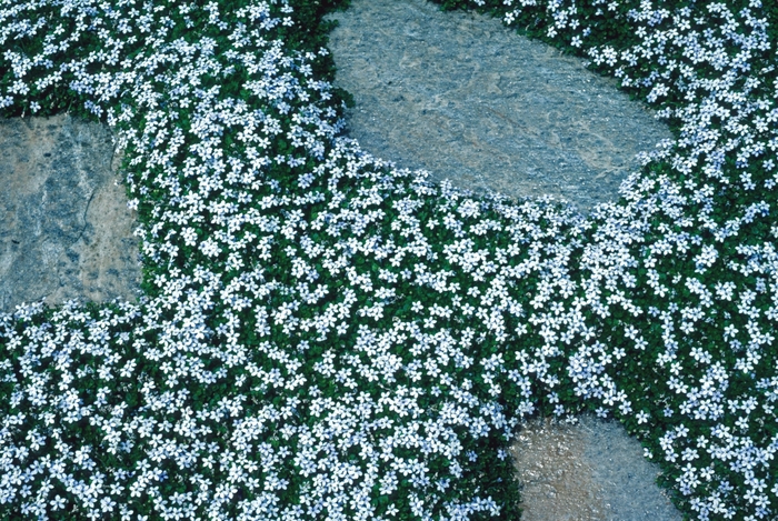 Blue Star Creeper - Isotoma peduncularis from Paradise Acres Garden Center