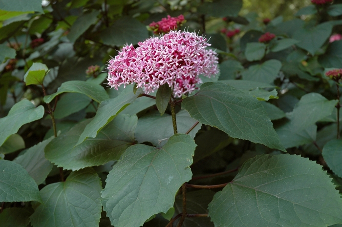 Cashmere Bouquet - Clerodendrum bungei from Paradise Acres Garden Center
