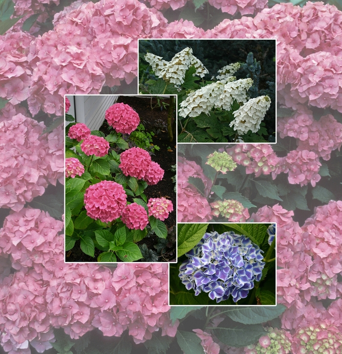 Assorted, Hydrangea - Hydrangea from Paradise Acres Garden Center