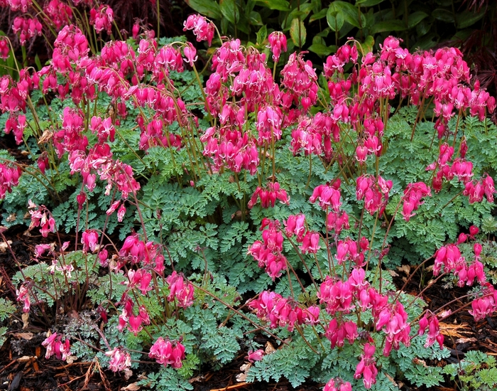 'King of Hearts' Fern-Leaf Bleeding Heart - Dicentra from Paradise Acres Garden Center