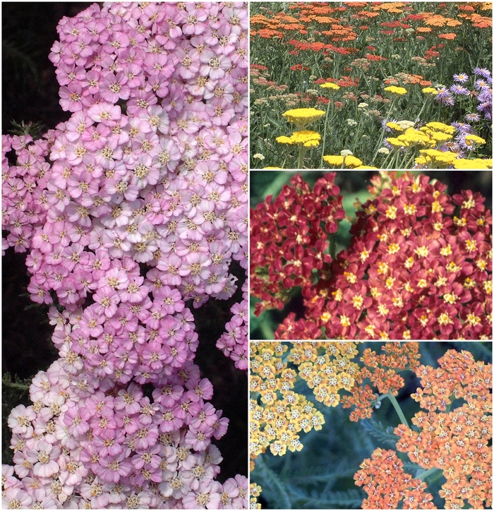 'Multiple Varieties' Yarrow - Achillea from Paradise Acres Garden Center