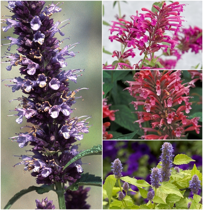 'Multiple Varieties' Assorted Hyssop - Agastache from Paradise Acres Garden Center