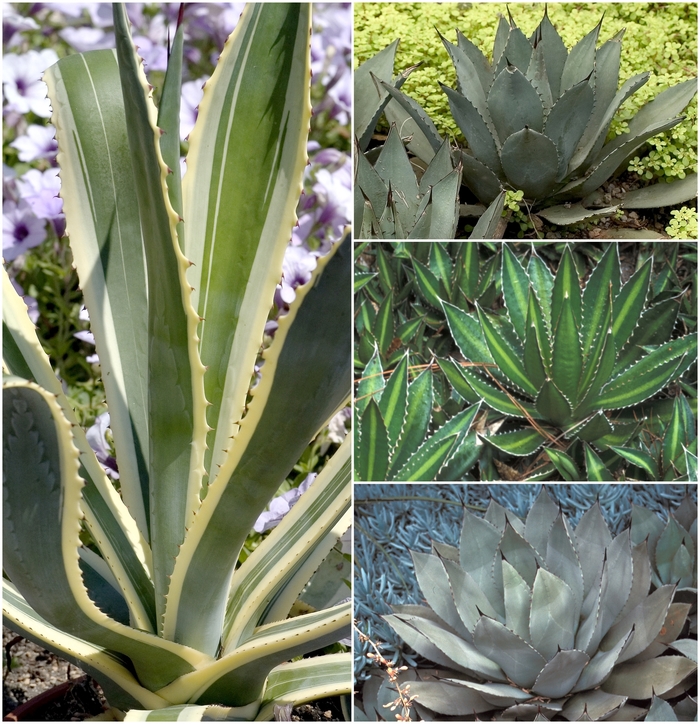 Multiple Varieties - Agave from Paradise Acres Garden Center