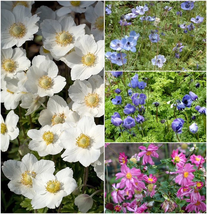 'Multiple Varieties' Windflowers - Anemone from Paradise Acres Garden Center