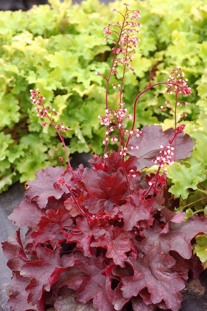 Front & Center™ 'Fire Chief' - Heuchera (Coral Bells) from Paradise Acres Garden Center