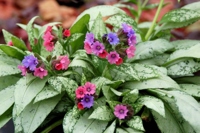 'Silver Bouquet' Lungwort - Pulmonaria from Paradise Acres Garden Center