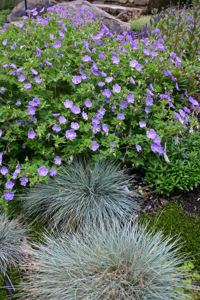 'Rozanne' Cranesbill - Geranium from Paradise Acres Garden Center
