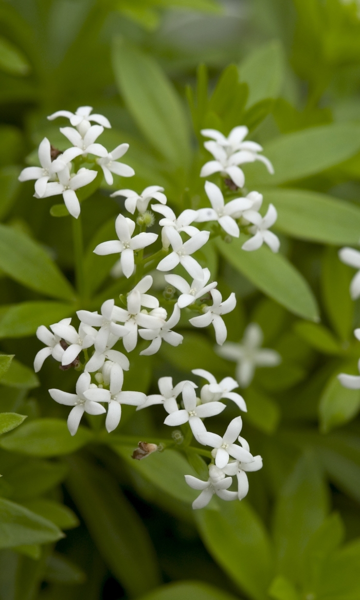 Sweet Woodruff - Galium odoratum from Paradise Acres Garden Center