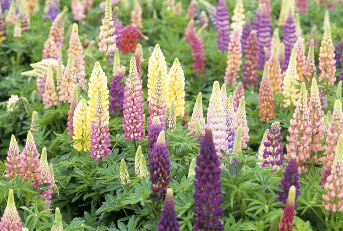 'Popsicle Mix' Mixed Lupine - Lupinus from Paradise Acres Garden Center