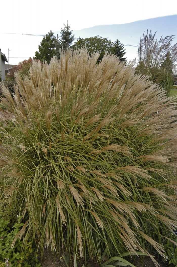 'Adagio' Dwarf Japanese Silver Grass - Miscanthus sinensis from Paradise Acres Garden Center