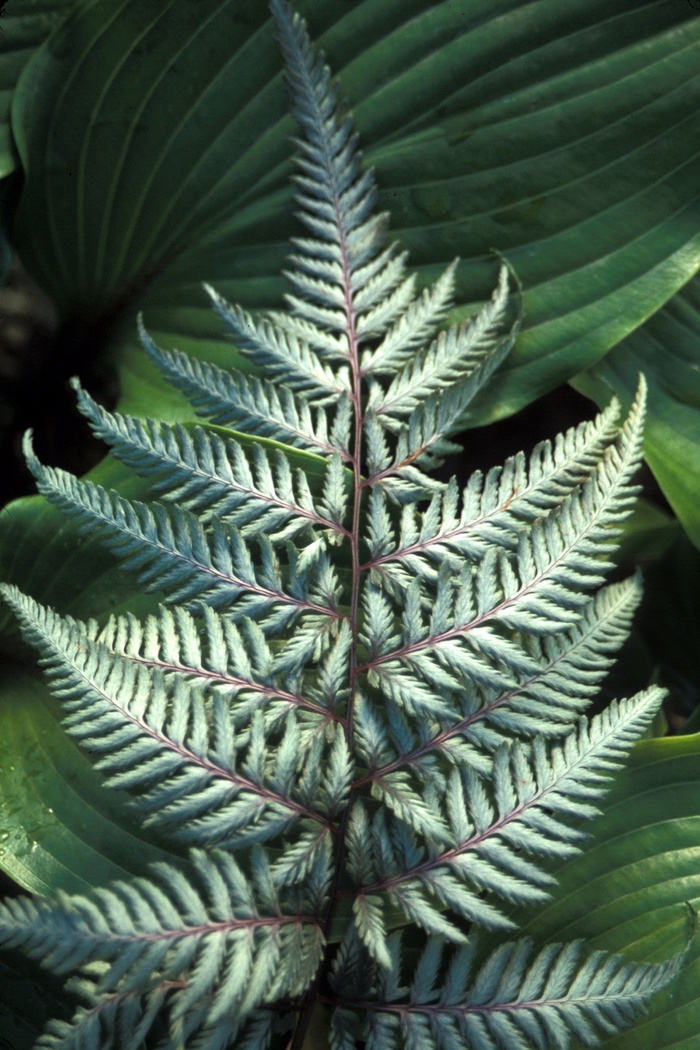 ''Silver Falls'' Silver Falls Japanese Painted Fern - Athyrium niponicum var. pictum from Paradise Acres Garden Center