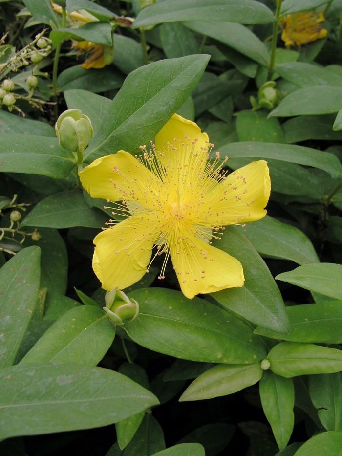 St. John's Wort - Hypericum calycinum from Paradise Acres Garden Center