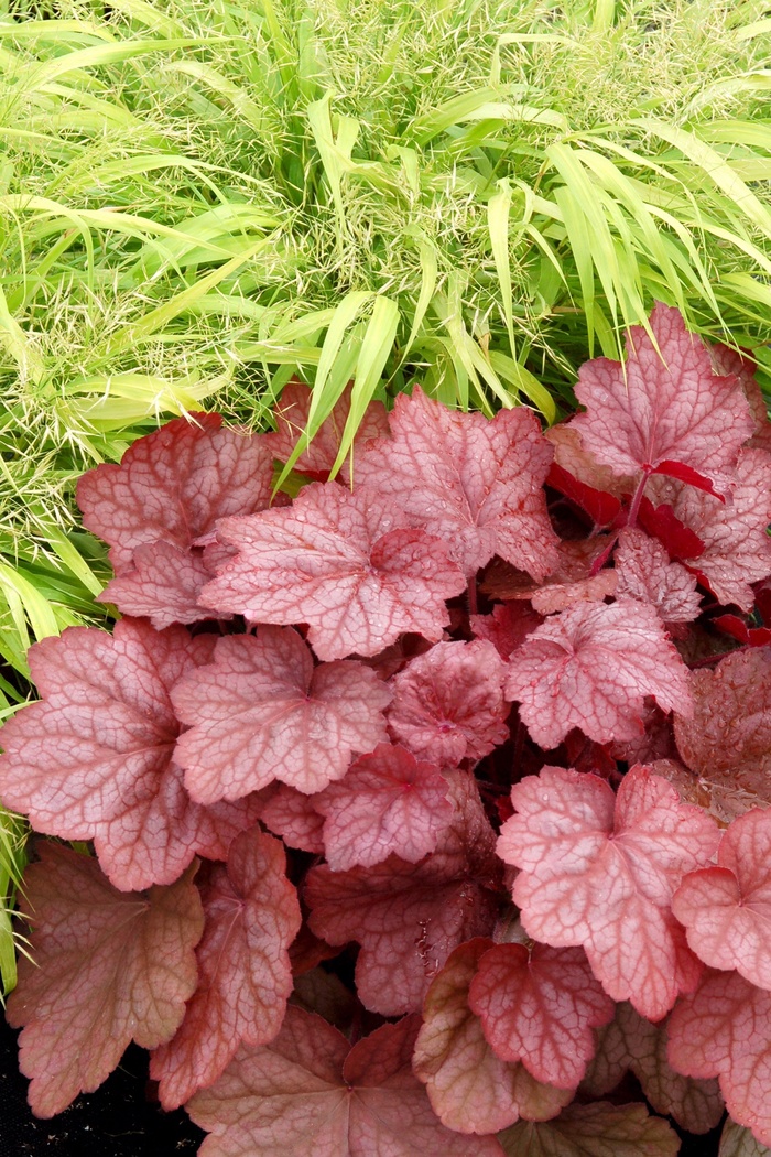''Georgia Peach'' Coral Bells - Heuchera from Paradise Acres Garden Center