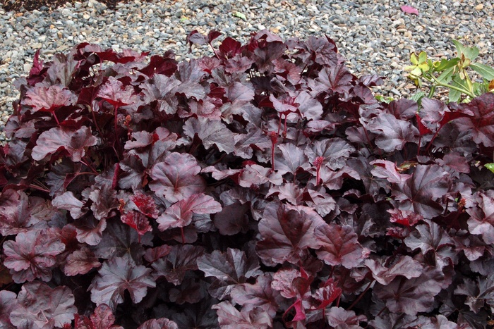 ''Obsidian'' Coral Bells - Heuchera from Paradise Acres Garden Center