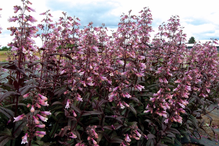 ''Dark Towers'' Beardtongue - Penstemon from Paradise Acres Garden Center